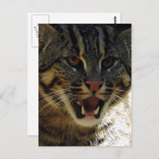 Geviste kat briefkaart (Voorkant / Achterkant)