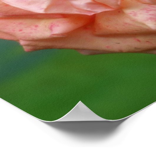 Gevlekt perzik Roos in Bloom Mirror Abstract Poster (Hoek)