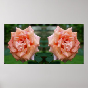 Gevlekt perzik Roos in Bloom Mirror Abstract Poster