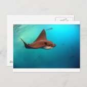 Gevlekte adelaarsroggen van de Galapagoseilanden Briefkaart (Voorkant / Achterkant)