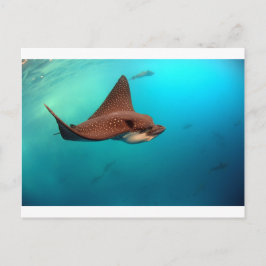Gevlekte adelaarsroggen van de Galapagoseilanden Briefkaart