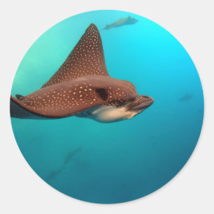 Gevlekte adelaarsroggen van de Galapagoseilanden Ronde Sticker