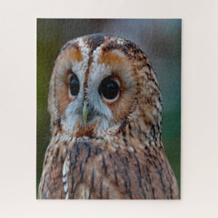 Gevlekte Bosuil- Roofvogel. Legpuzzel