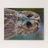 Gevlekte Bosuil- Roofvogel. Legpuzzel (Horizontaal)