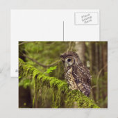 Gevlekte bosuil (Strix occidentals caurina) Briefkaart (Voorkant / Achterkant)