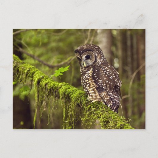 Gevlekte bosuil (Strix occidentals caurina) Briefkaart (Voorkant)
