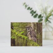 Gevlekte bosuil (Strix occidentals caurina) Briefkaart (Staand voorkant)