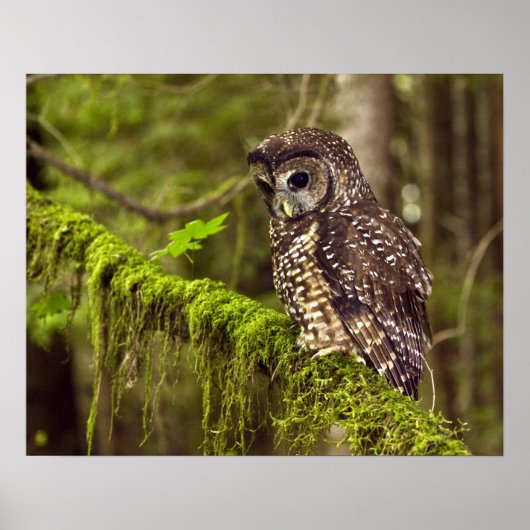 Gevlekte bosuil (Strix occidentals caurina) Poster (Voorkant)