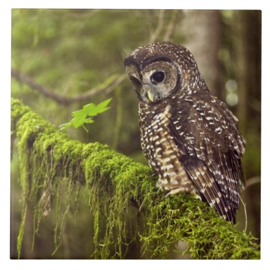 Gevlekte bosuil (Strix occidentals caurina) Tegeltje (Voorkant)