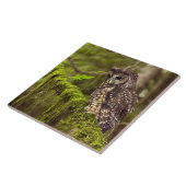 Gevlekte bosuil (Strix occidentals caurina) Tegeltje (Zijkant)