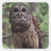 Gevlekte bosuil vierkante sticker (Voorkant)