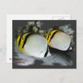 Gevlekte Butterflyfish Life Partners Briefkaart (Voorkant / Achterkant)