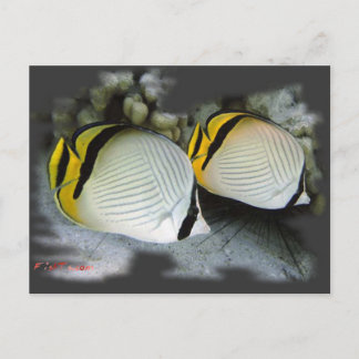 Gevlekte Butterflyfish Life Partners Briefkaart