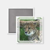 Gevlekte Cheetah vierkante magneet (Voorkant / Achterkant)