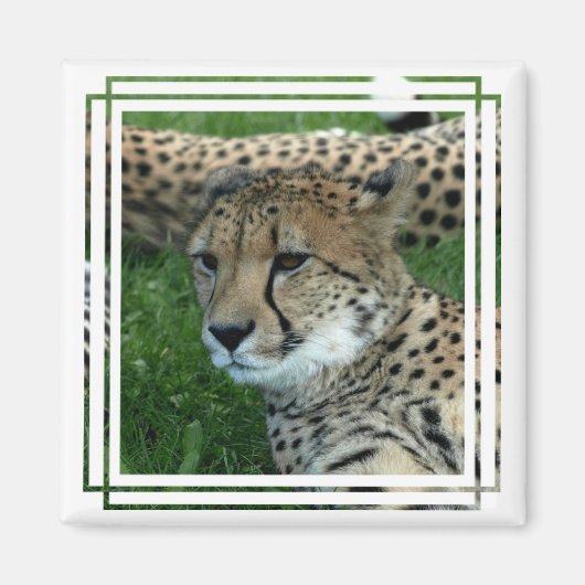 Gevlekte Cheetah vierkante magneet (Voorkant)