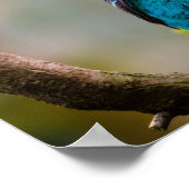 Gevlekte Cotinga Poster (Hoek)