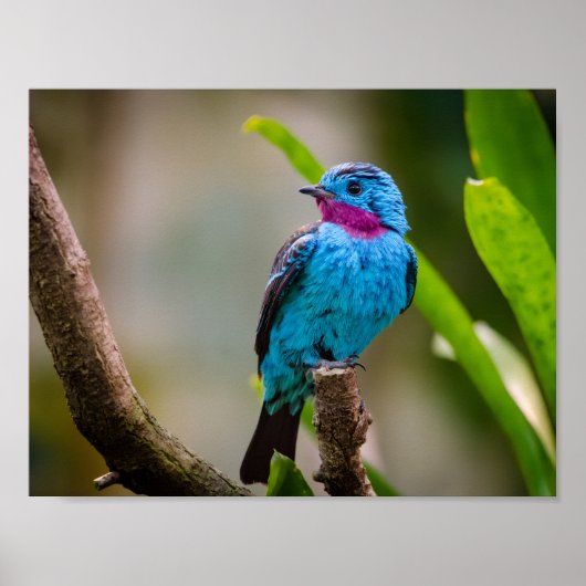 Gevlekte Cotinga Poster (Voorkant)