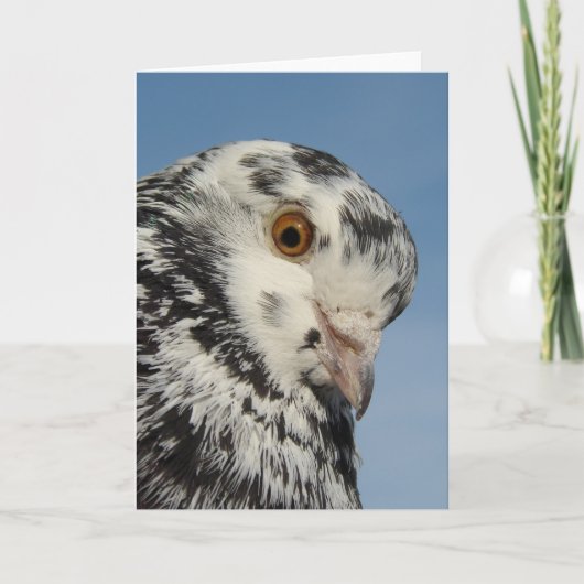  gevlekte duif close-up, leeg binnen kaart (Voorkant)