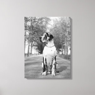 Gevlekte Duitse Dog Canvas Afdruk
