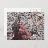 gevlekte hagedis briefkaart (Voorkant / Achterkant)