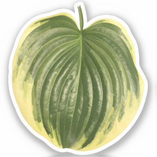 Gevlekte Hosta-blad  Sticker (Voorkant)