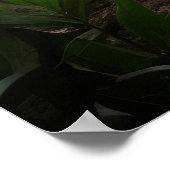 Gevlekte hyena bij de waterval van het bos poster (Hoek)