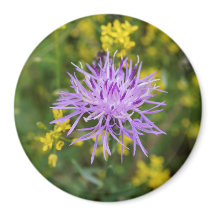 Gevlekte Knapweed Paarse Wildflower Ronde Magneet