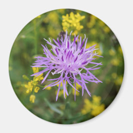 Gevlekte Knapweed Paarse Wildflower Ronde Magneet