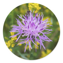 Gevlekte Knapweed Paarse Wildflower Ronde Stickers