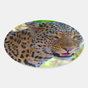 Gevlekte Luipaard Ovale Sticker