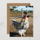 **"Gevlekte majesteit: de gespikkelde Boerderijen  Briefkaart (Voorkant / Achterkant)