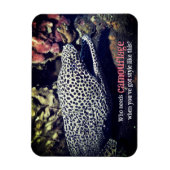 Gevlekte murene onder water magneet (Verticaal)