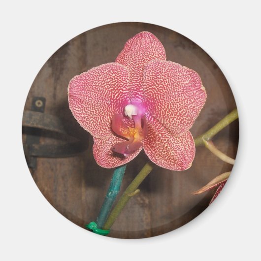 gevlekte orchidee magneet (Voorkant)