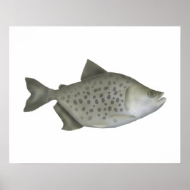 Gevlekte Piranha Poster