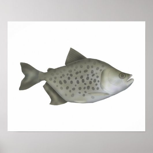 Gevlekte Piranha Poster (Voorkant)