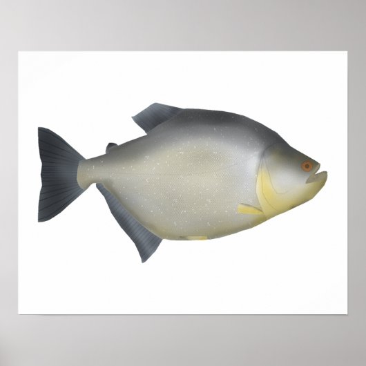 Gevlekte Piranha Poster (Voorkant)