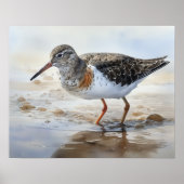 Gevlekte Sandpiper Bird Art Print Poster (Voorkant)