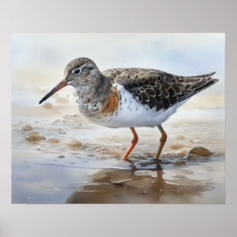 Gevlekte Sandpiper Bird Art Print Poster