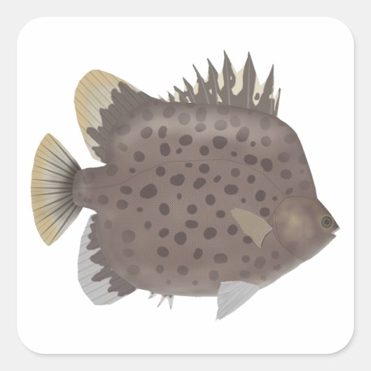 Gevlekte Scat Vierkante Sticker (Voorkant)