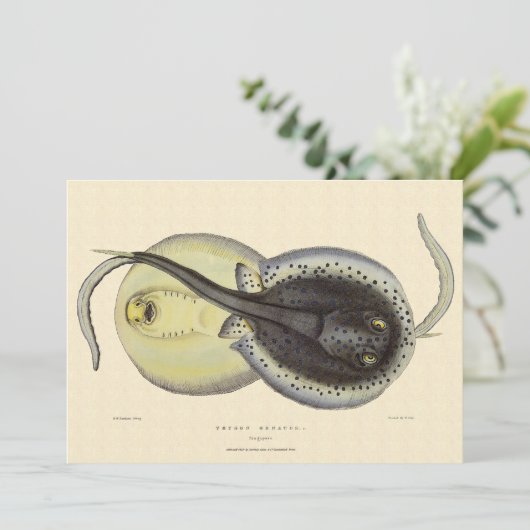 Gevlekte Stingrays, Vintage Mariene Oceaan Dieren (Staand voorkant)