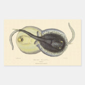 Gevlekte Stingrays, Vintage Mariene Oceaan Dieren Rechthoekige Sticker (Voorkant)