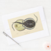 Gevlekte Stingrays, Vintage Mariene Oceaan Dieren Rechthoekige Sticker (Envelop)