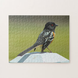 Gevlekte Towhee Colorado. Legpuzzel