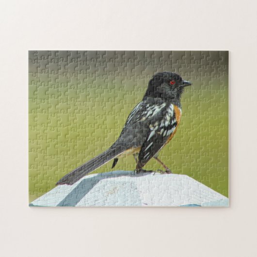 Gevlekte Towhee Colorado. Legpuzzel (Horizontaal)