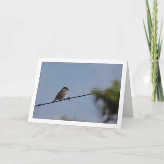 Gevlekte vliegenvanger kaart (Voorkant)