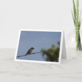 Gevlekte vliegenvanger Kaart (Voorkant)