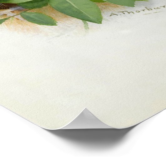 Gevlekte vliegenvangers, kunstillustratie poster (Hoek)