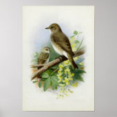 Gevlekte vliegenvangers, kunstillustratie poster (Voorkant)