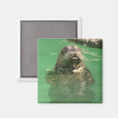 gevlekte zeehond magneet (Voorkant / Achterkant)