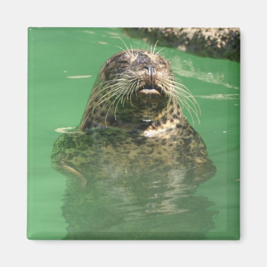 gevlekte zeehond magneet (Voorkant)